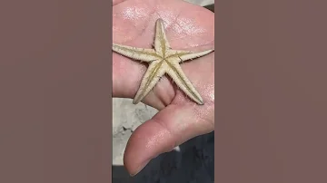 Живая морская звезда шевелится