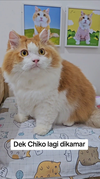 Chiko loves mommy #animals #pet #cats #dog #fyp #funny #trending #viralshorts #viralvideo