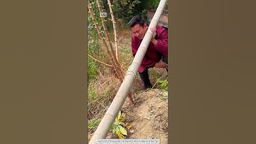 Harvesting cassava tubers using a bamboo lever