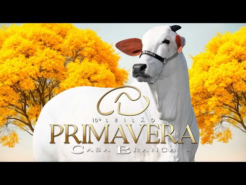 Lote 60   CRAVO FIV CBA   CABN 584 zap