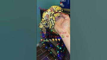 Pastel Het pied ball Python 🐍 #subscribe #livefeeding #python #rat #breeding #snake