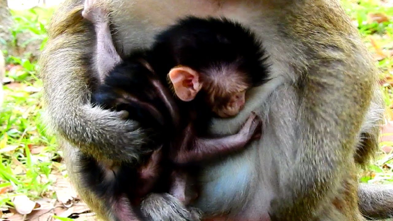 Poor Dax So Hungry Milk! Update How Newborn Baby Monkey Progressing!