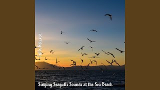 Download Lagu Singing Seagulls Sounds at the Sea Beach, Pt. 5 Download Lagu Singing Seagulls Sounds at the Sea Beach, Pt. 5