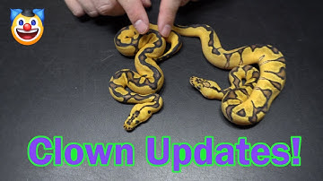 Clown Clutch Update and Orange Dream Ball Python Spotlight
