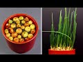 Onion growing time lapse - 14 days