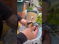 くちなしの鉢上げ #bonsai #盆栽