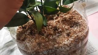 видео: Укореняем черенки кумквата в перлите. 2023г. картинка: Укореняем черенки кумквата в перлите. 2023г.