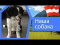 Пополнение в семействе | Наша собака