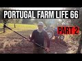 PART 2 - Harvesting Olives in Portugal - Portugal Farm Life 66
