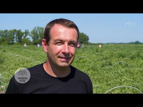 Video: Zber vodných melónov: Správny čas vybrať si melón