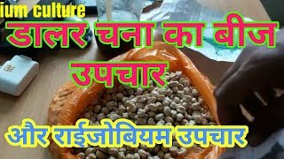 डालर  चने का बीज उपचार ।राईजोबियम कल्चर से उपचार ।carbendizine se seed treatment lrizobium culture