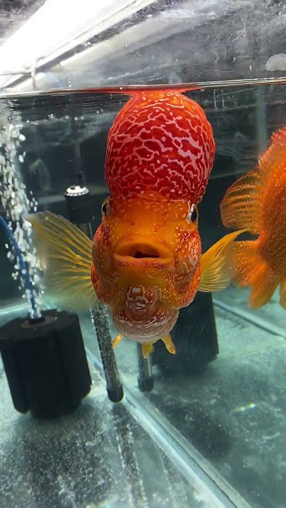 Beautiful Rare Flowerhorn Cichlids at Aquashella