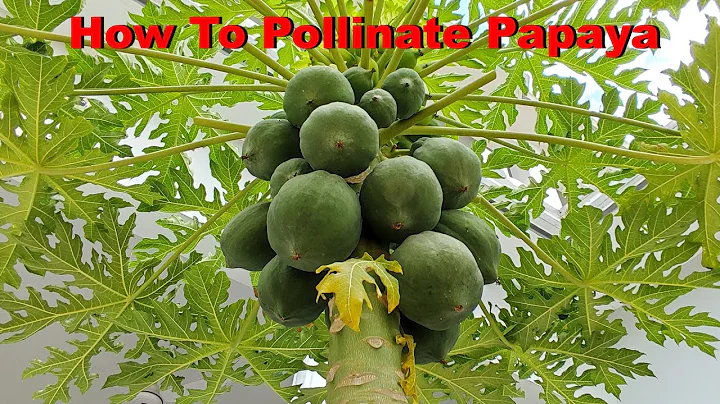 Can papaya self-pollinate? (2023)