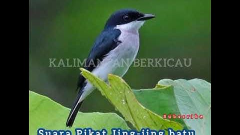 Suara pikat jing-jing batu volume full super jernih