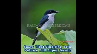 Suara pikat jing-jing batu volume full super jernih