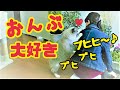 背中から離れない ブヒかわ おんぶ猫 コハク君 Ragdoll Cat Kohaku