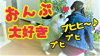 背中から離れない ブヒかわ おんぶ猫 コハク君 Ragdoll Cat Kohaku