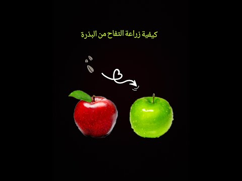 كيفية زراعة التفاح من البذرة بطريقة سهلة ومضمونة       