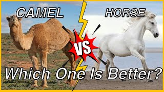 Why Camels Are Better Than Horses #horse #horses #camel #camels #horselover #animals #animallover