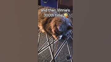 Jaffa ate catnip for the first time and was so high he just wanted to chew on paper! 🤣
