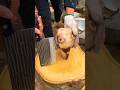 #meat #expertbutcher #fullgoatcutting #people #trampoline #shortvideo #shorts