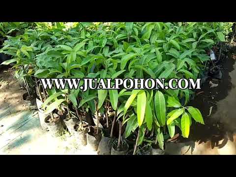 Tanam Bibit Mangga Golden, Panen Buah Setiap Musim!