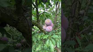 #music #knowledge #Plum #nature