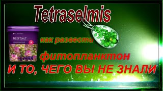 🌎 #9 Тетраселмис / tetraselmis ❓ (все что нужно знать)