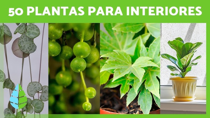 10 plantas de interior fáciles de cuidar y con estilo – The Home Depot Blog