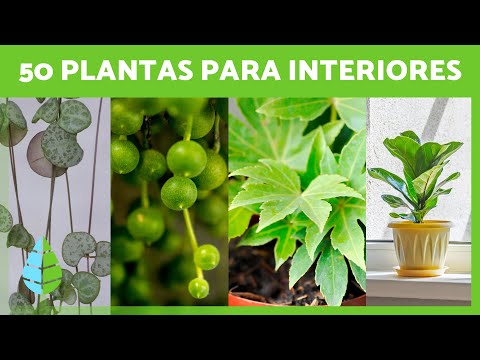Video: Variedades de plantas de interior. Nombres, cultivo y cuidado