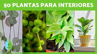 50 PLANTAS de INTERIOR Resistentes y Fáciles de Cuidar   (Nombres y Cuidados)