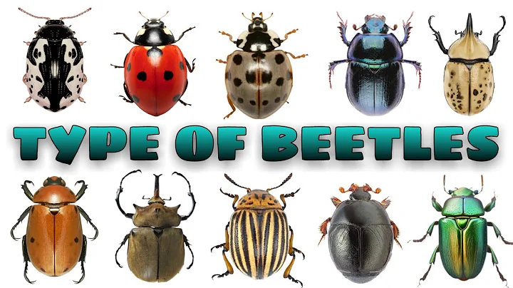 BEETLE | Type of beetle | Learning name and picture of beetles species PART1 | Kids life tv - DayDayNews