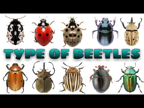 Video: Types of beetles: description and photo