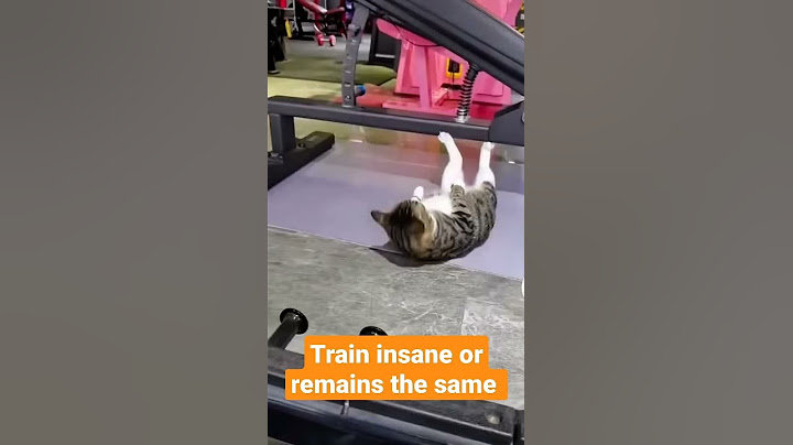 Cat doing training for insane abs #shorts #cat  #cats #funny #training #gym
