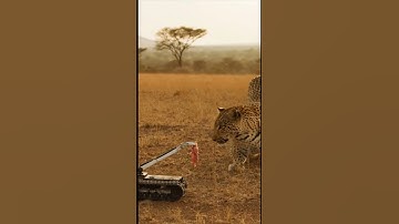 What if AI designed traps | Leopard Rope Pull Setup P12 #animaltrap