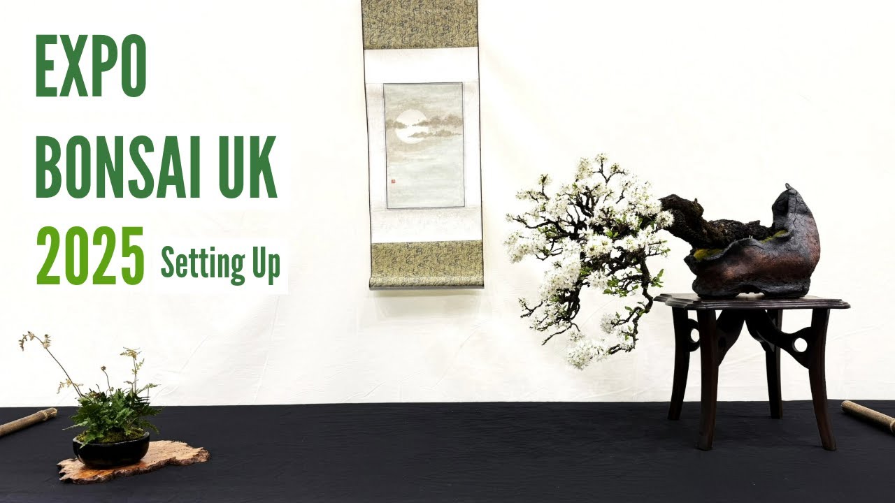 Expo Bonsai UK 2025 - Setting Up