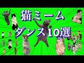 猫ミーム素材 ダンス素材10選 まとめ Meme Memes Dance Green Screen Cat 