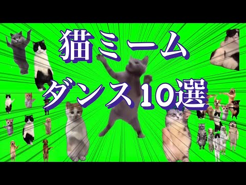 猫ミーム素材 ダンス素材10選 まとめ Meme Memes Dance Green Screen Cat