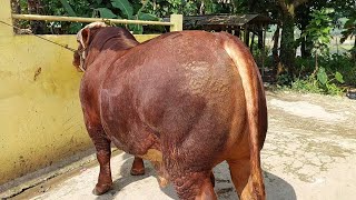 PAKAN SAMPAI 120rb/Hari... JADI SAPI BULAT SEPERTI PENTON‼️🔥