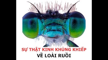 SỰ THẬT KINH KHỦNG KHIẾP VỀ LOÀI RUỒI  #animals #fly