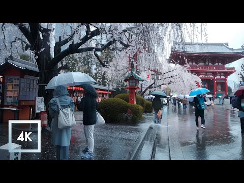 Rainy Day, Cherry