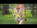Tiger Personality Traits || Tiger characteristics || Animal In You
