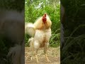 Black White Chickens Crowing Compilation Plus Rooster Sound Effects Animalsounds 