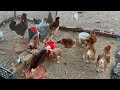 Haz un emprendimiento con gallinas reproductoras de pollitos