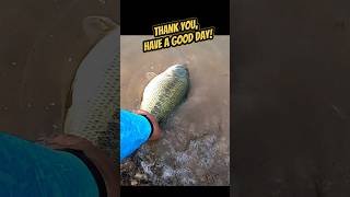 HUGE Bass, Catch n Release 🎣 #fishing #shorts #fishinglife #fishingislife #bassfishing #fyp #fypシ゚