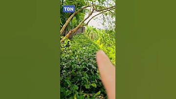 Hàng rào tự nhiên bằng cây Ô rô #tamdaonui #sanvuondep