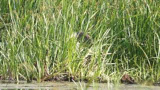 The INSANE Camouflage of the American Bittern
