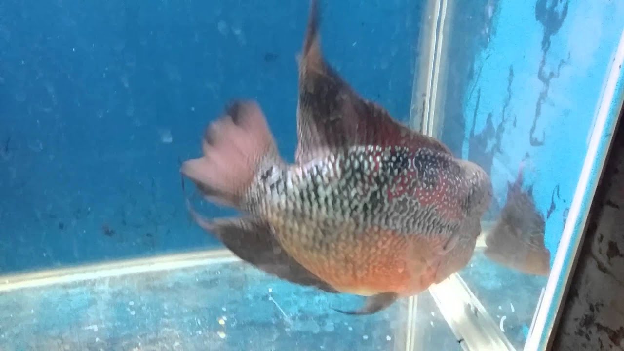 Breeding Pair Of Flowerhorns For Sale YouTube