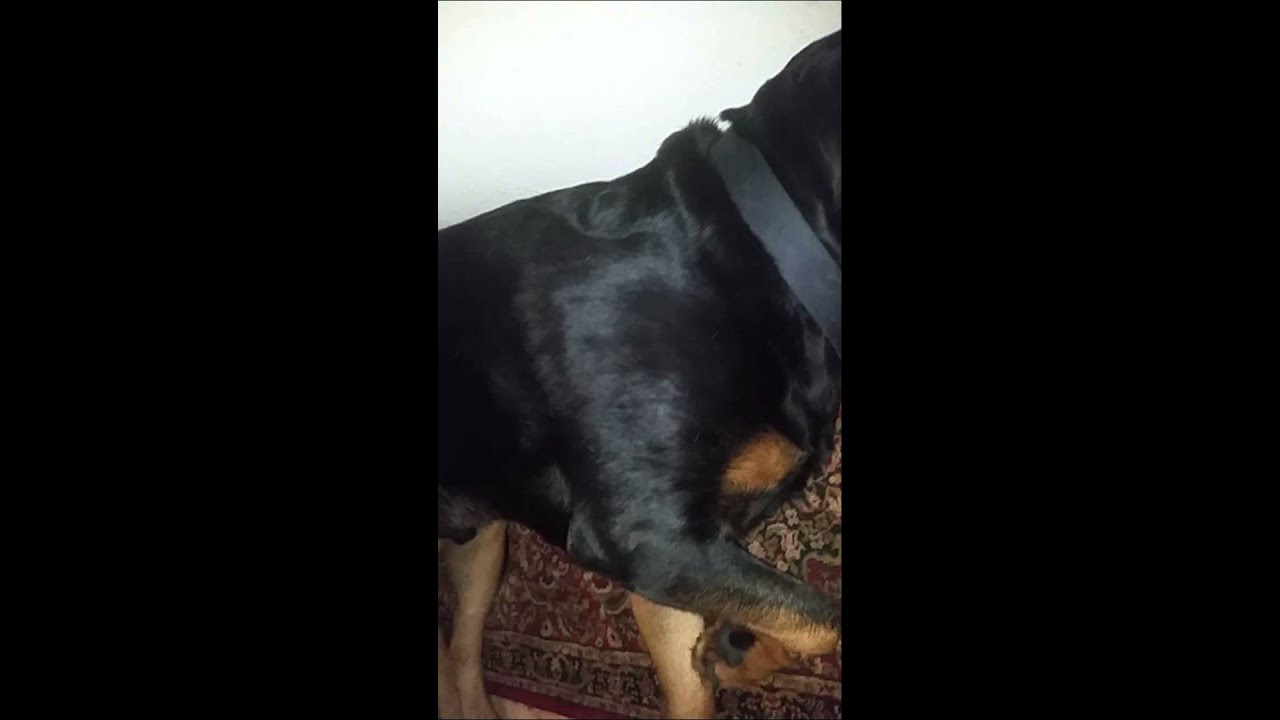 Watch Waking Up Vicious Rottweiler (Graphic) on YouTube Watch Waking Up Vicious Rottweiler (Graphic) on YouTube