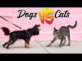 DOGS VS CATS - What's the better pet to have?